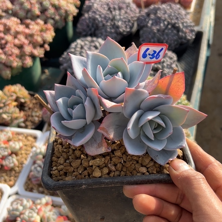 精品多肉植物老桩白莲