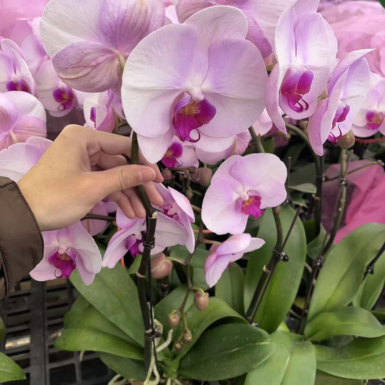 精选蝴蝶兰【西缤哈尼】粉白色系蝴蝶兰 室内花卉绿植 基地直发
