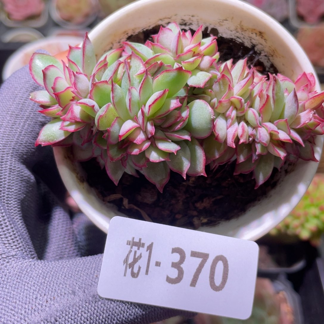 花利美1-370月光女神缀化