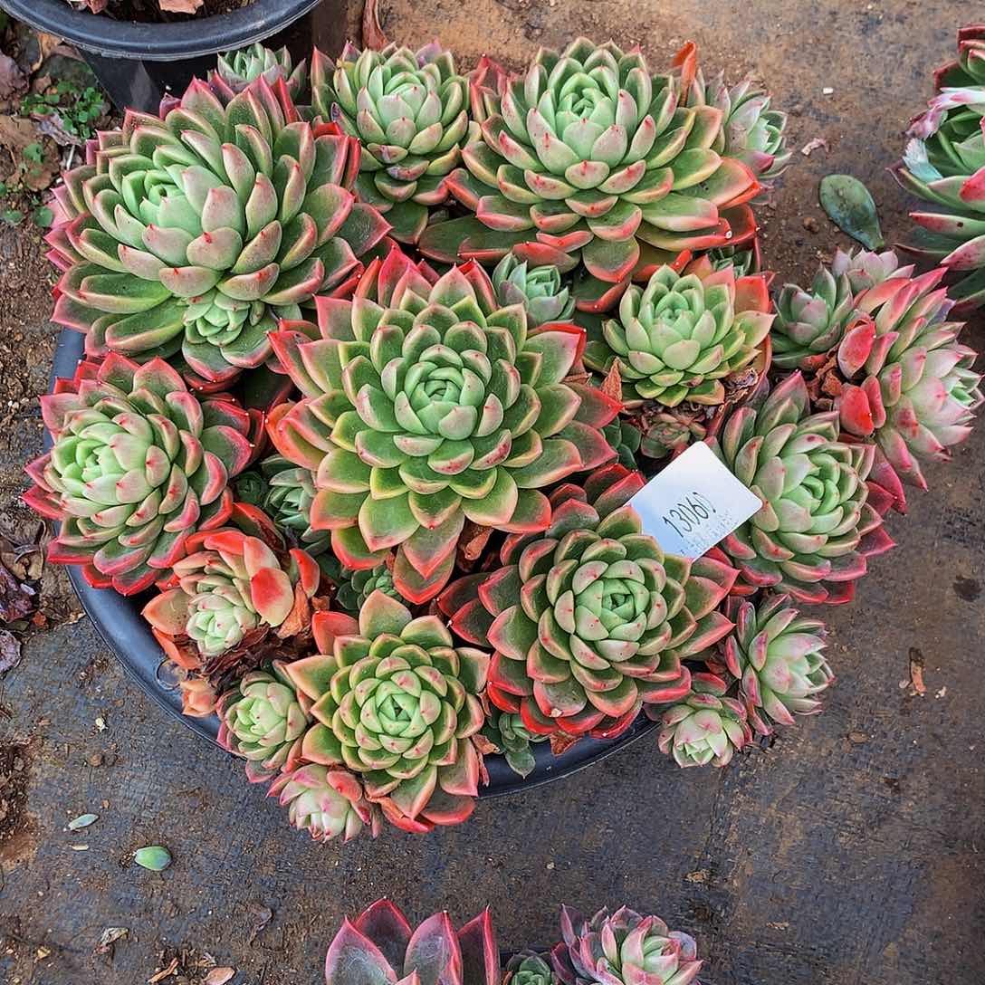 兜***米    红女巫多肉13060