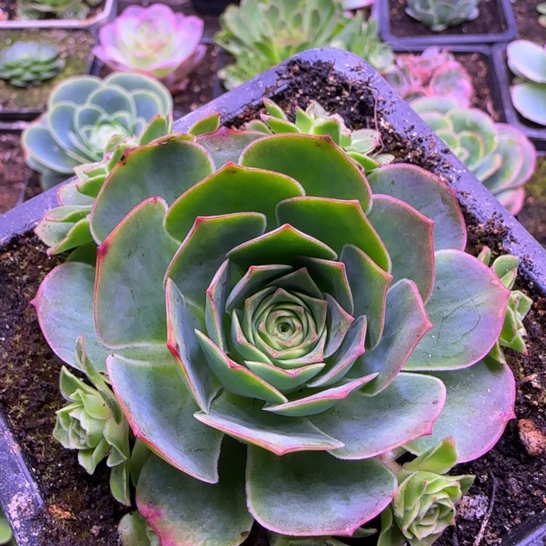 8厘米神舟系列玫瑰捧花