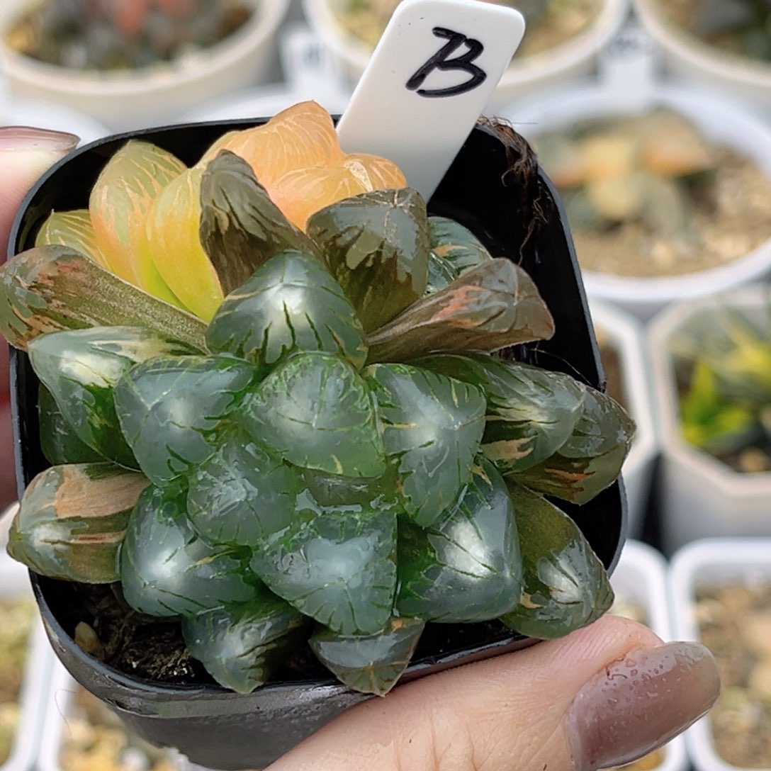 73老川灯芯玉露锦福利专场