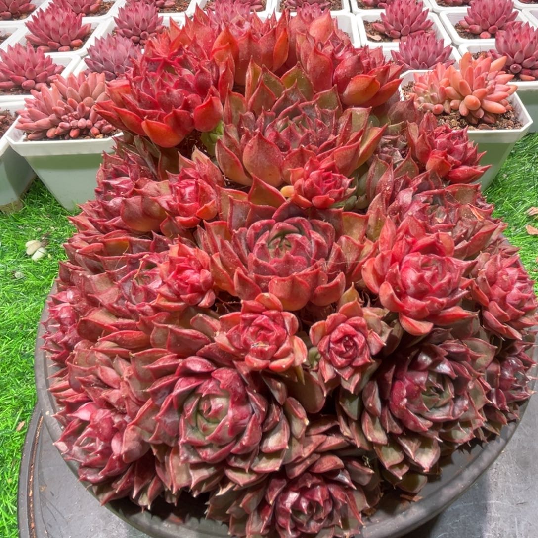 彭***憨梦幻玫瑰，一物一拍带盆