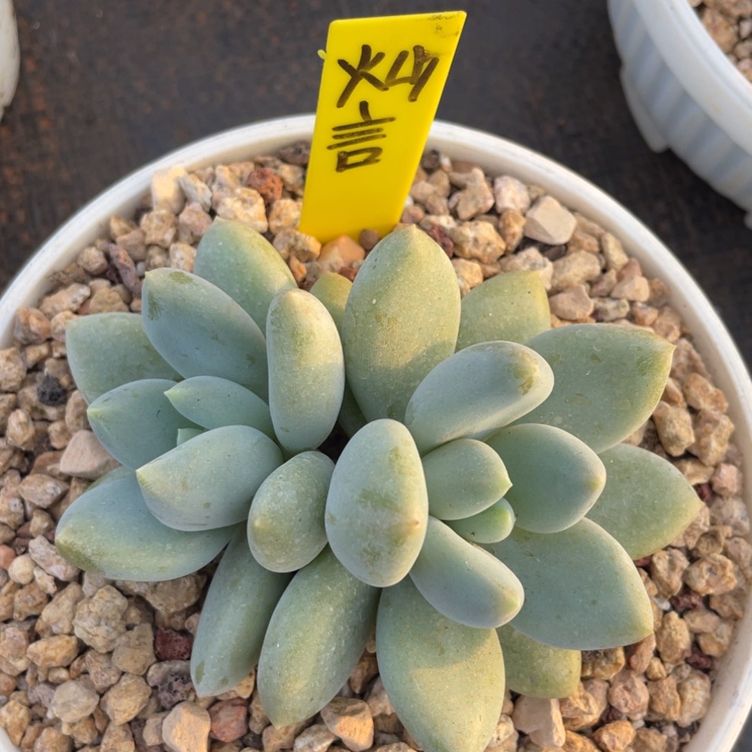 灿*姐姐说她真的有