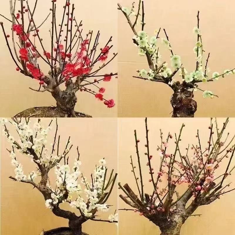 （一物一拍）高端造型梅花 盆栽 地栽