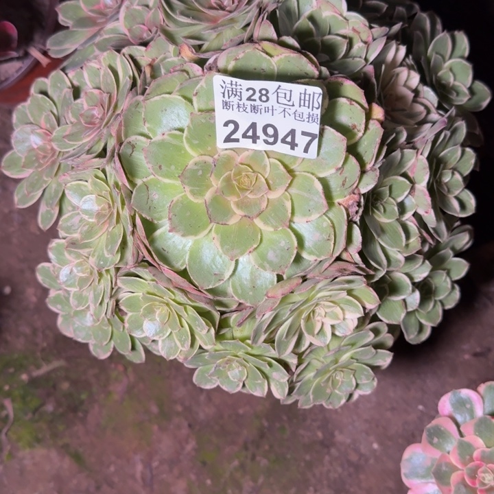 24947莲花座多肉植物