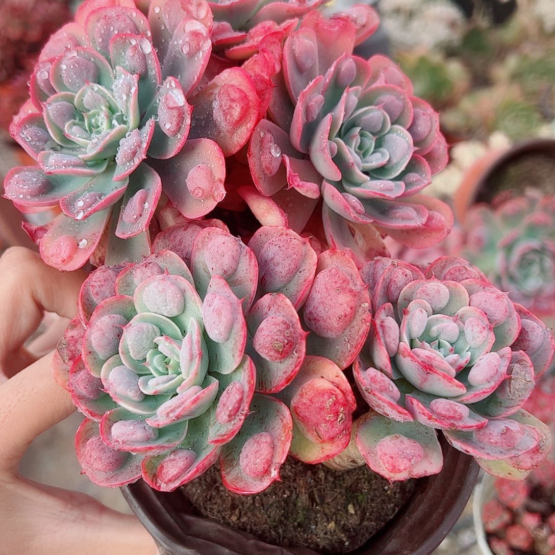 雨滴双头起发精品特价二盆