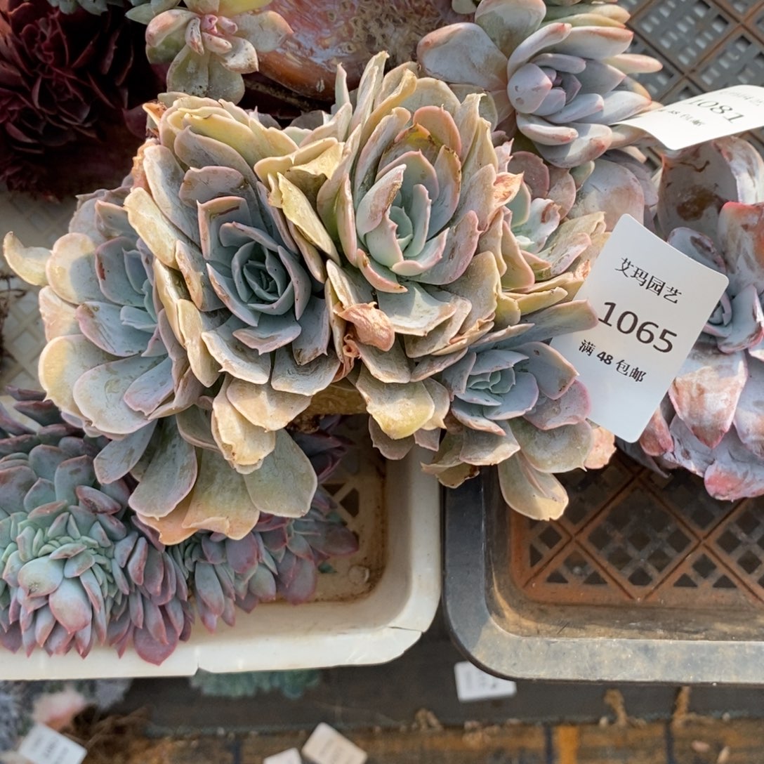 猫***咪圣卡洛斯朵朵多肉多肉065