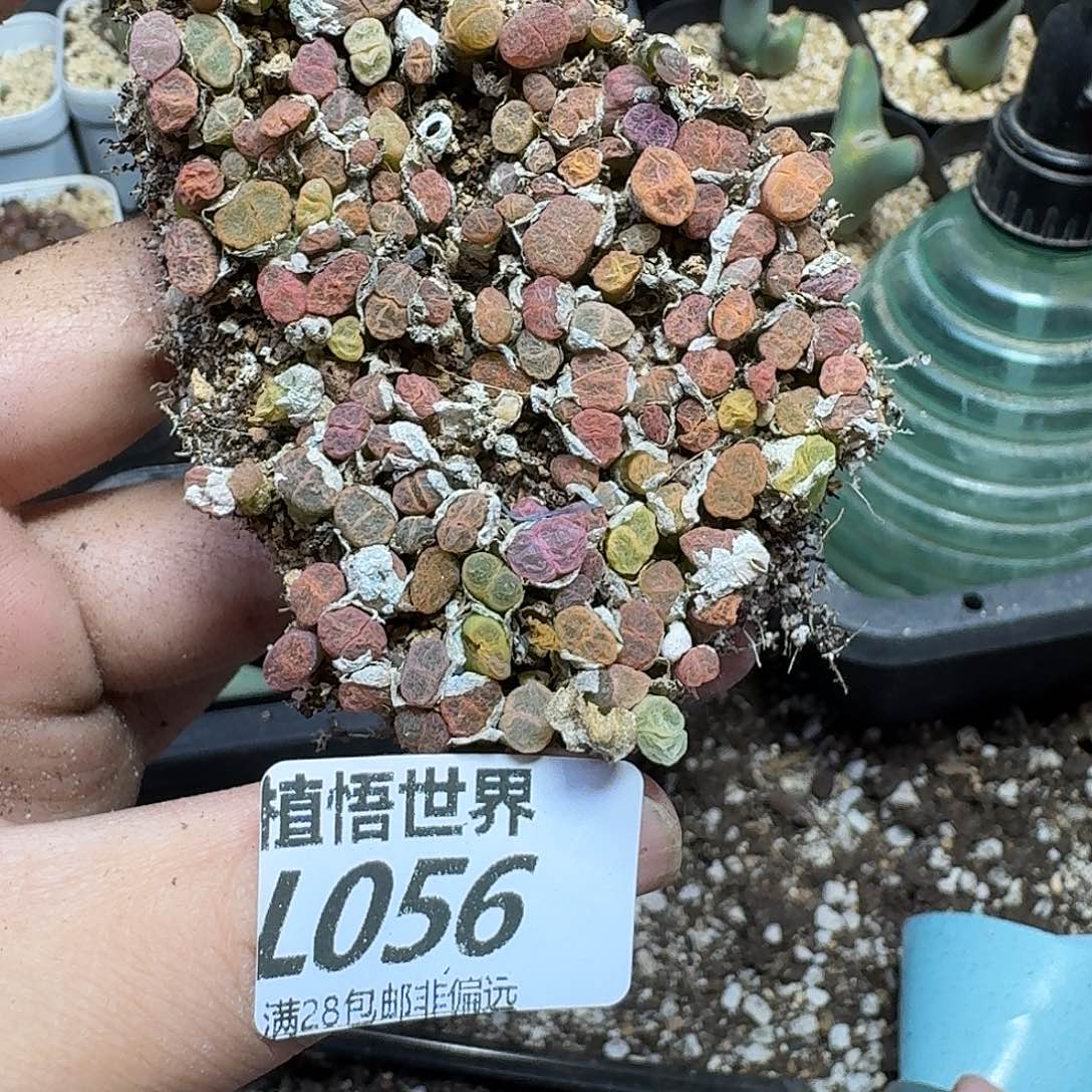 多肉植物的润泽fb