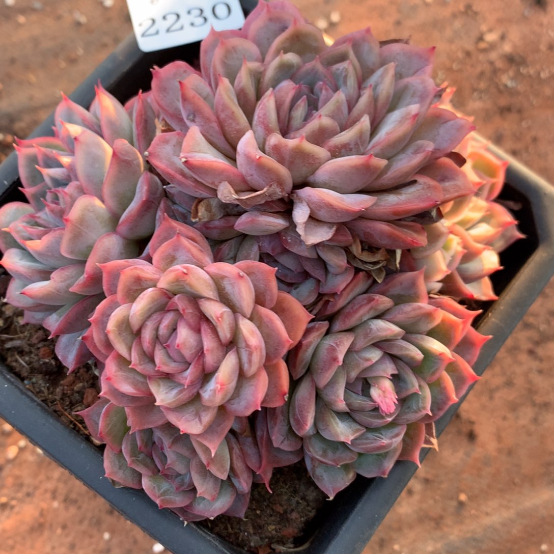 2230新年快乐发发发