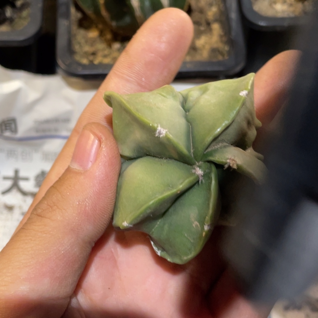 无花朵变棱 核桃鸾锦