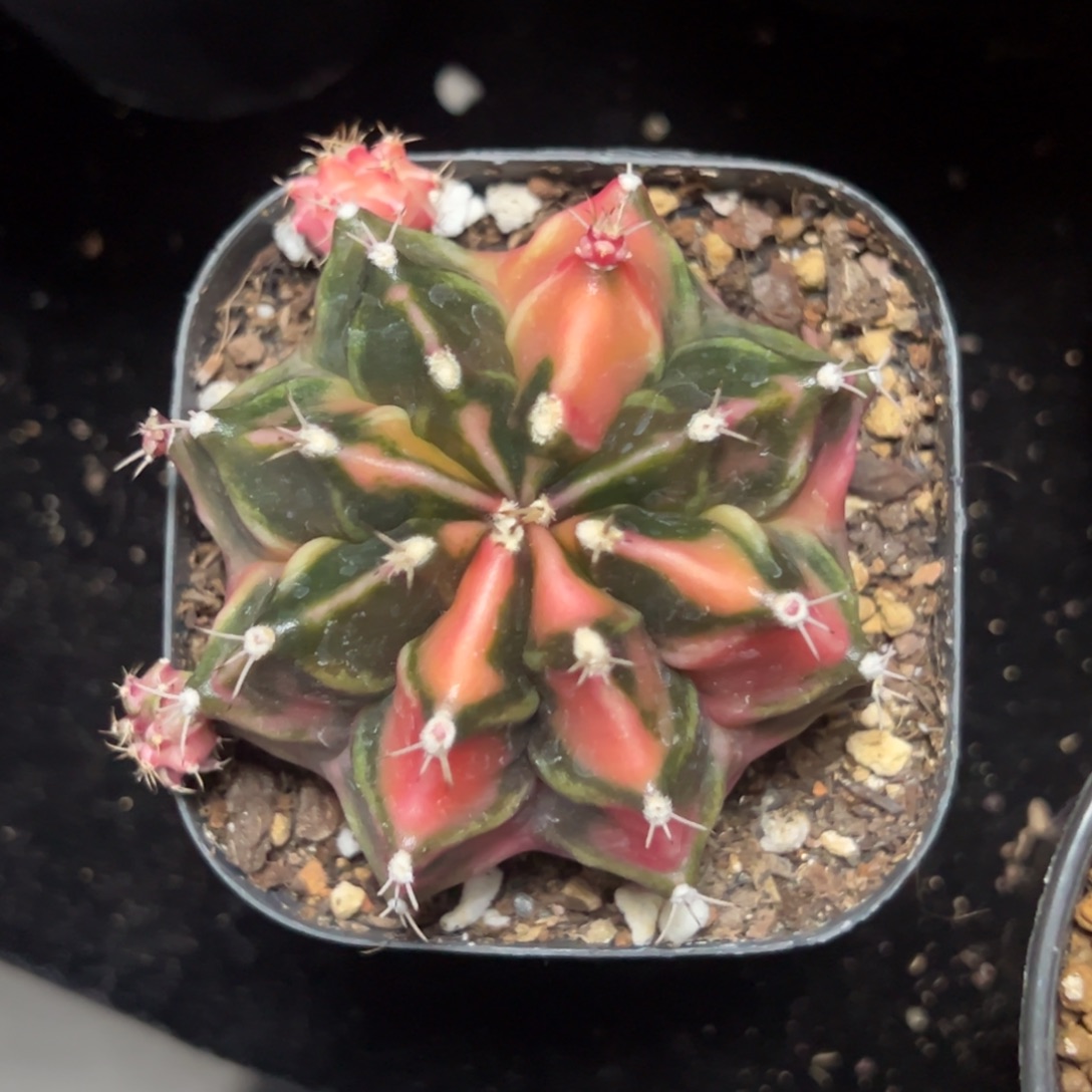 西红柿侧芽自根带盆土发货9