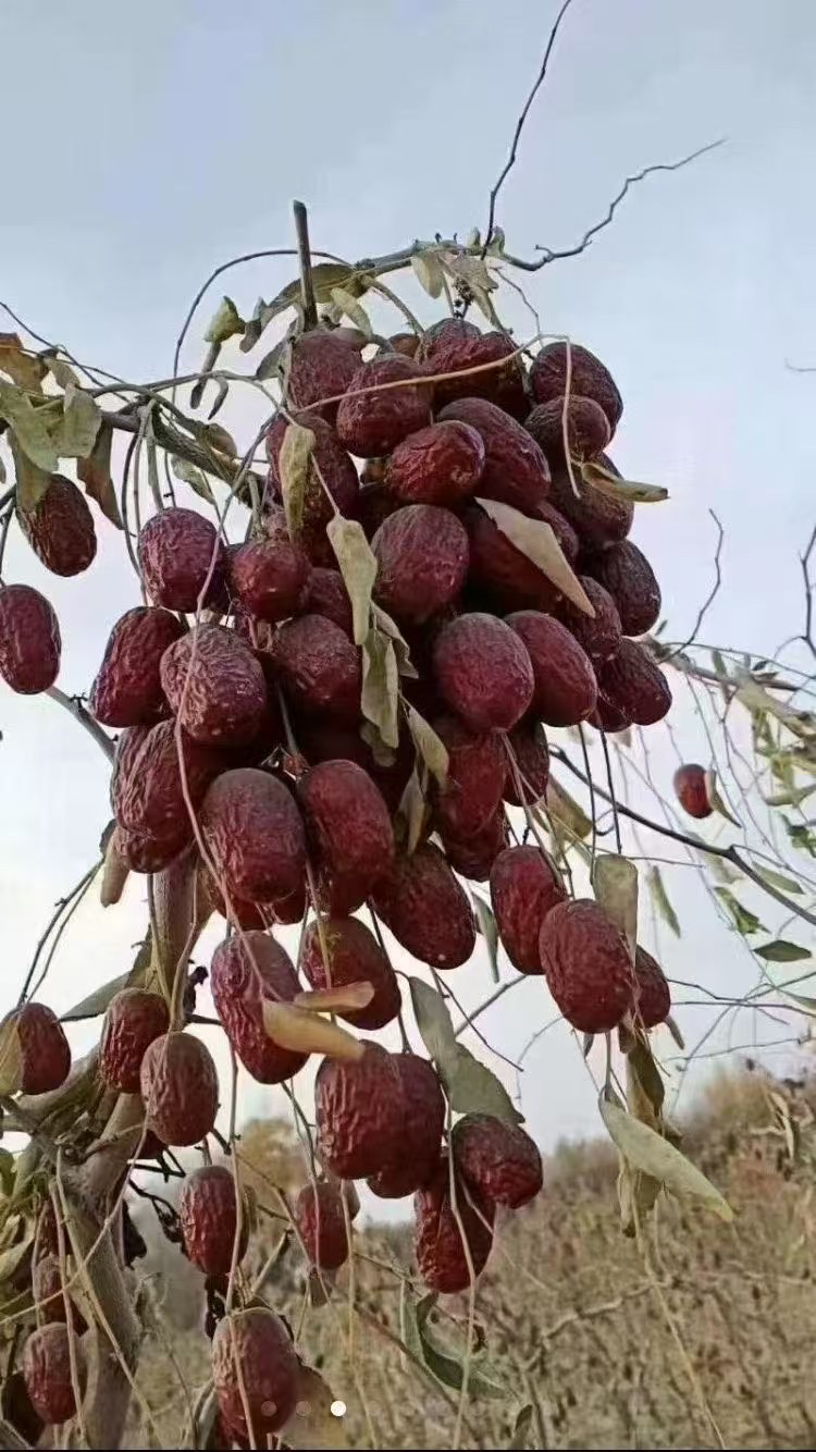 新疆若羌吊干灰枣可煮粥泡茶煲汤红枣