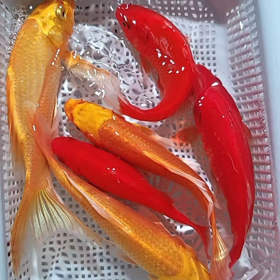 4号【10-14厘米黄金锦鲤+红草金组合】观赏鱼 冷水鱼