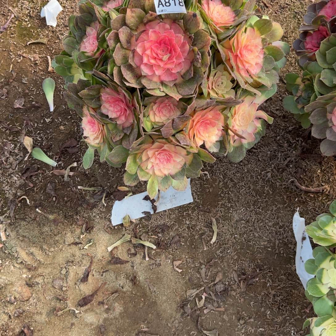 818红太阳多肉植物法师多肉