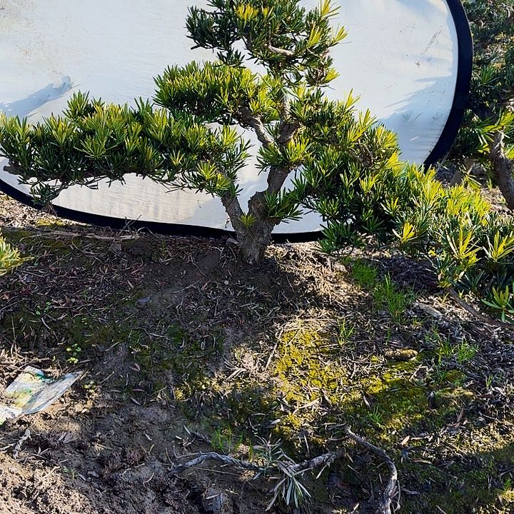 完全开放精品罗汉松一颗