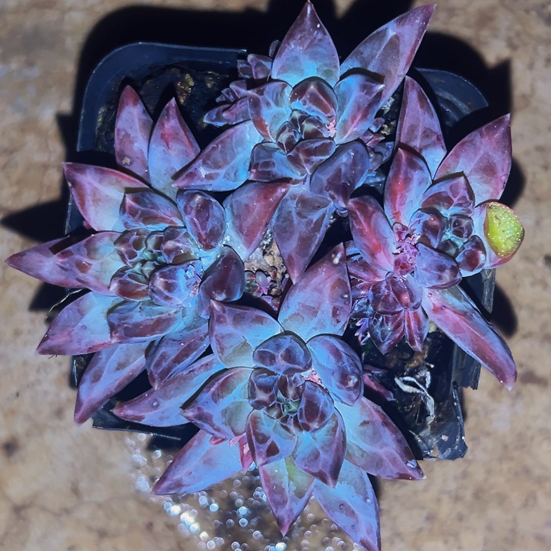 桔云多肉美人精品系列