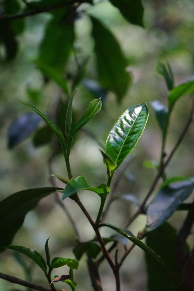 2025年莽枝普洱茶生茶 红毛丹 古树 春茶头采 