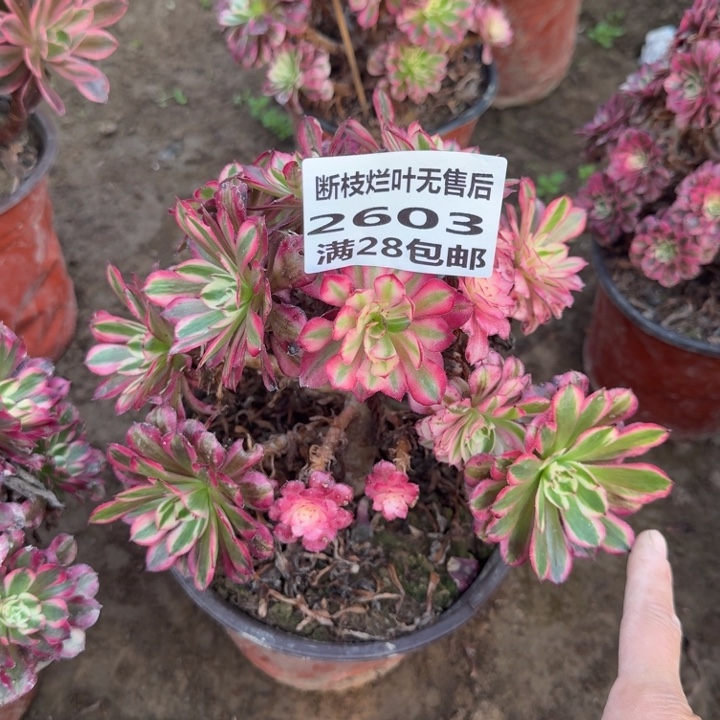 2603二号棚红铜壶B