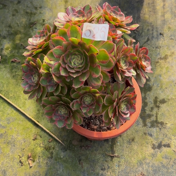 00000000000526火狐