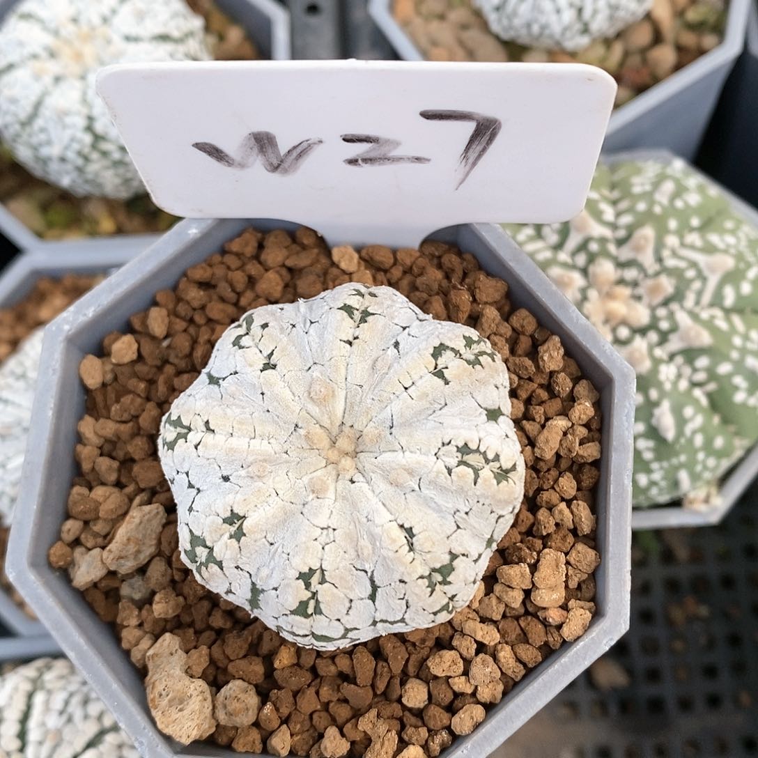 福利来啦来喽我也