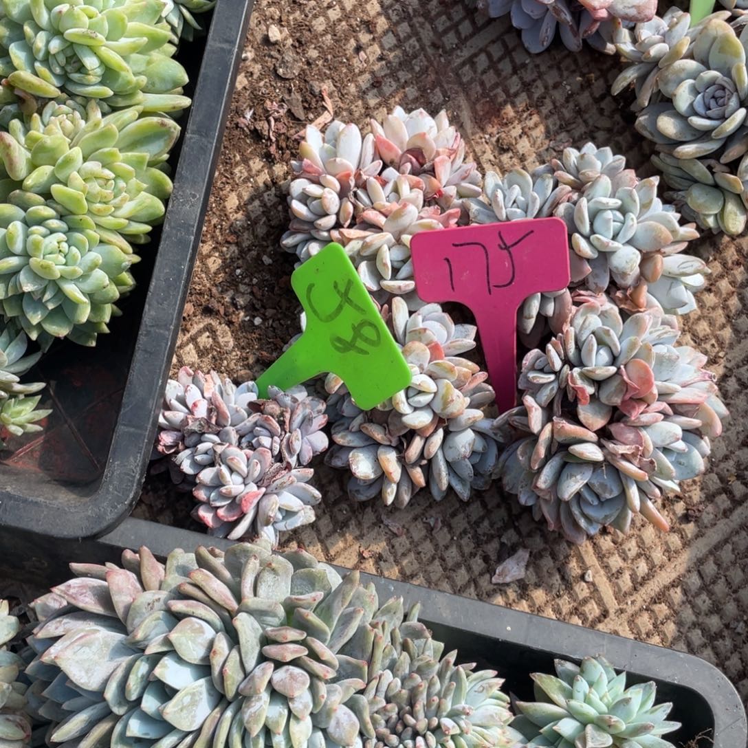 ****的雪莲缀化多头群生58