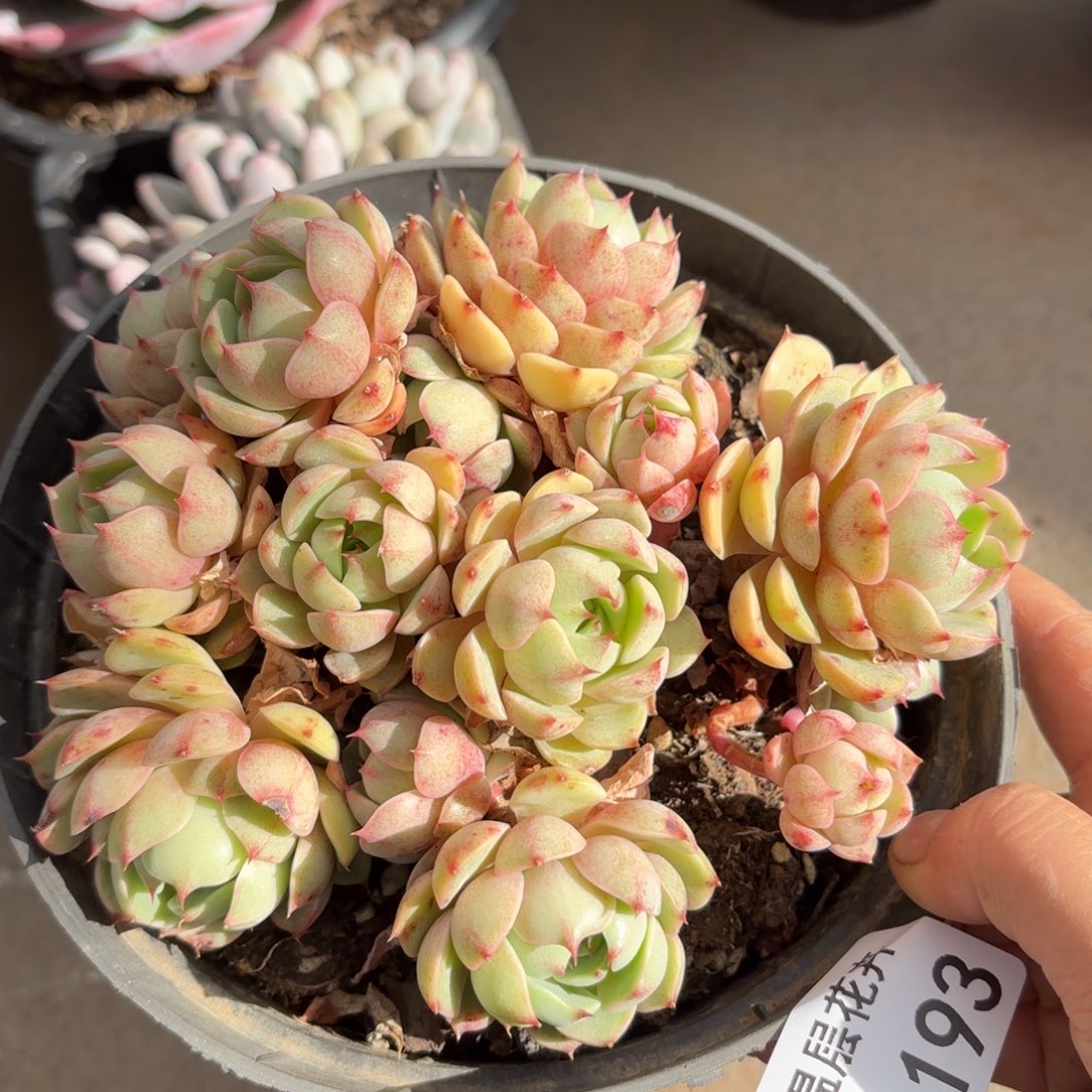 同温层多肉笨吧193