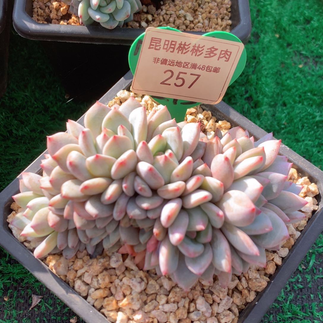 星星橙朵朵缀无砍257