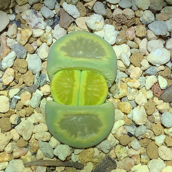 精品多肉植物大战僵尸绿菊