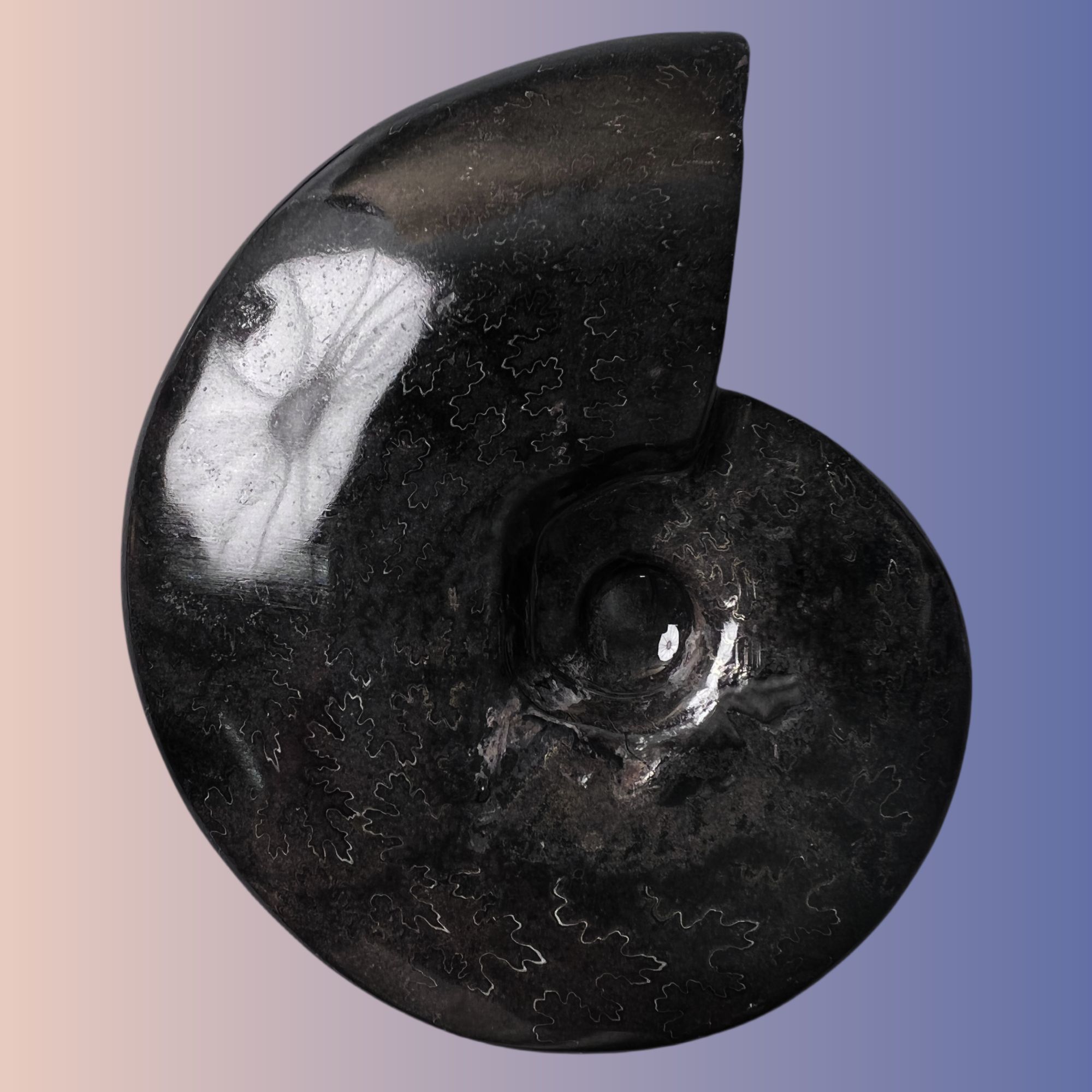 【 叶菊石（碳化）】尺寸94.8mm 玉化 马达加斯加 古贝壳 A7