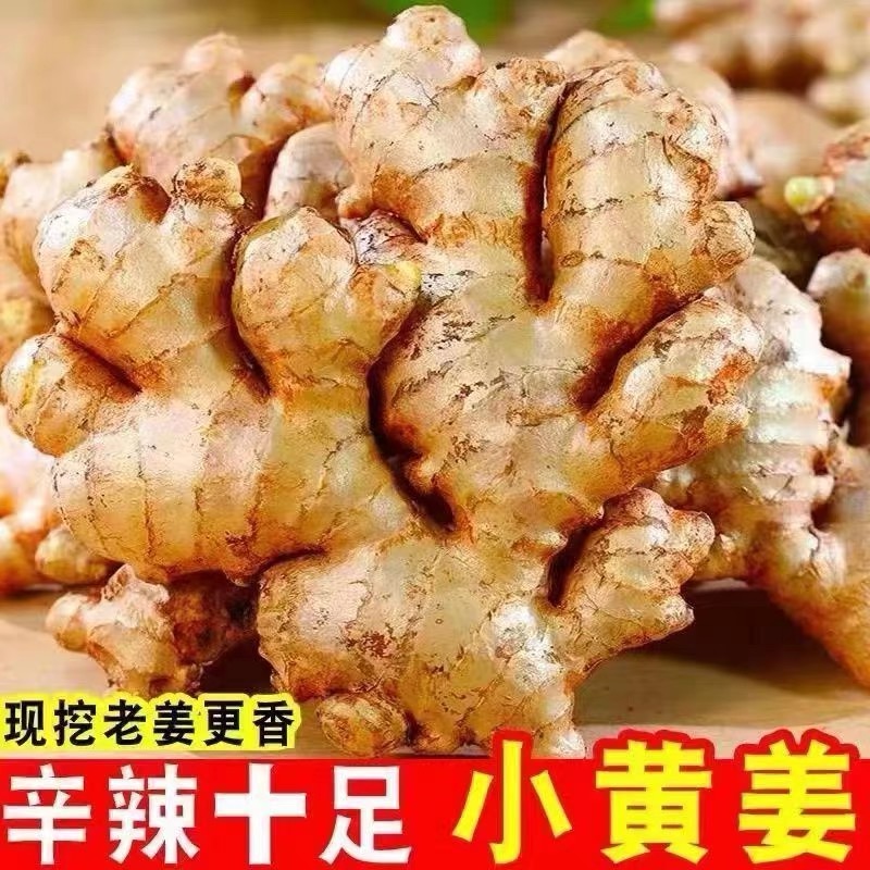 基地直发云南小黄姜新姜农家自发新鲜整姜无硫磺0.5-9斤老姜新姜