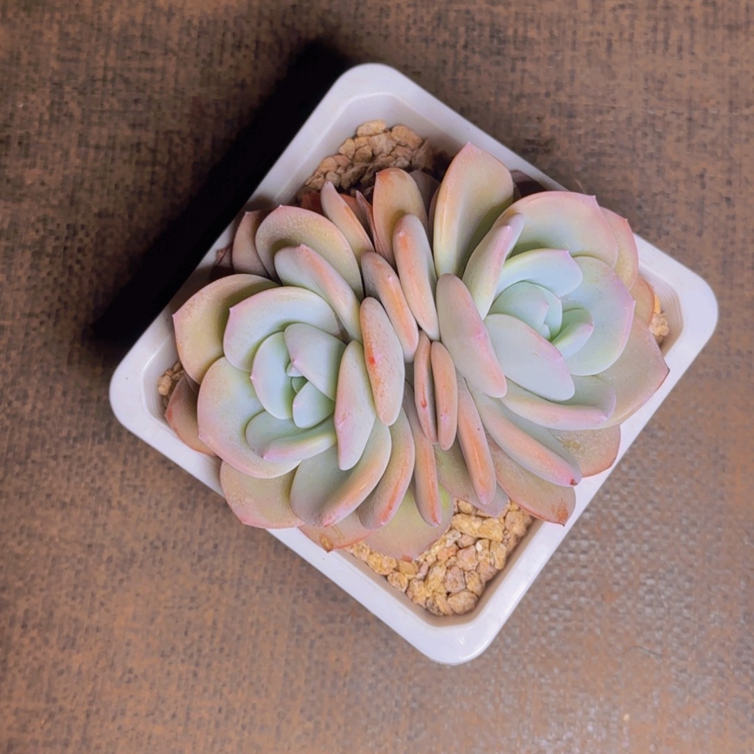 奶茶福利1111111111