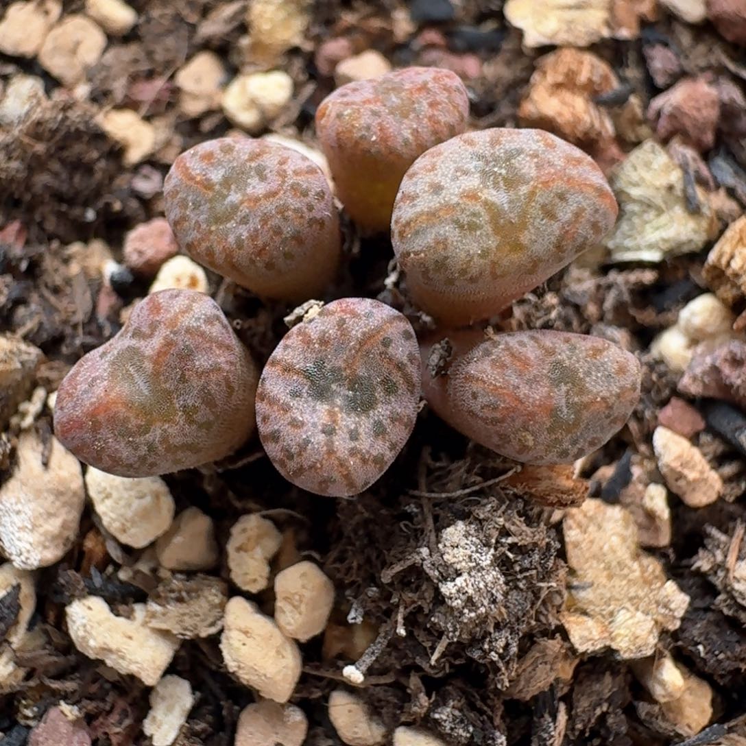 76带盆土发货小 s000000000