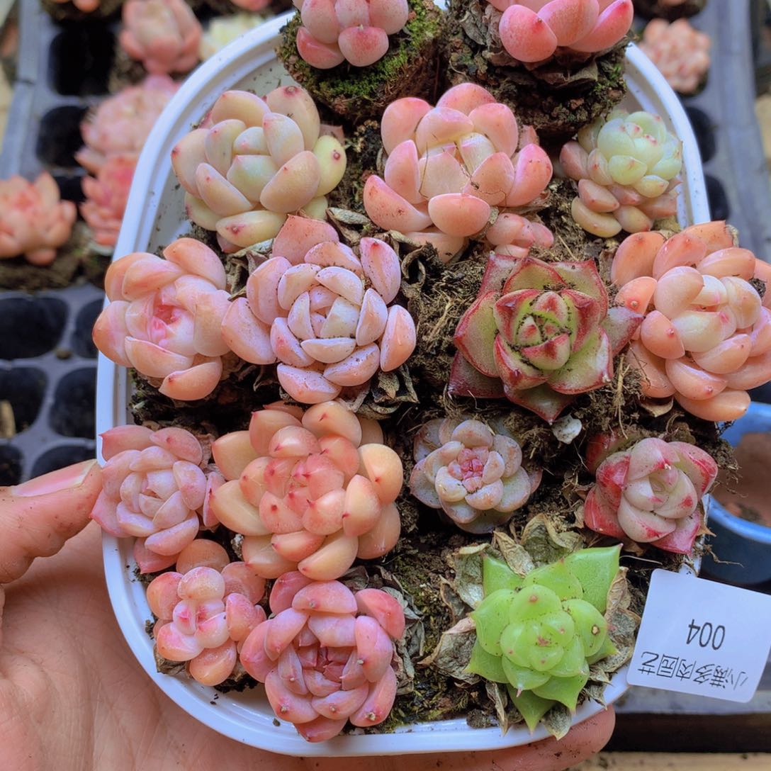 我要去看你了看你 004