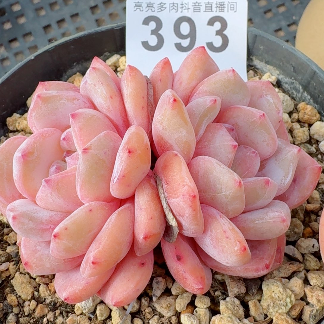 雪之魄         精品多肉