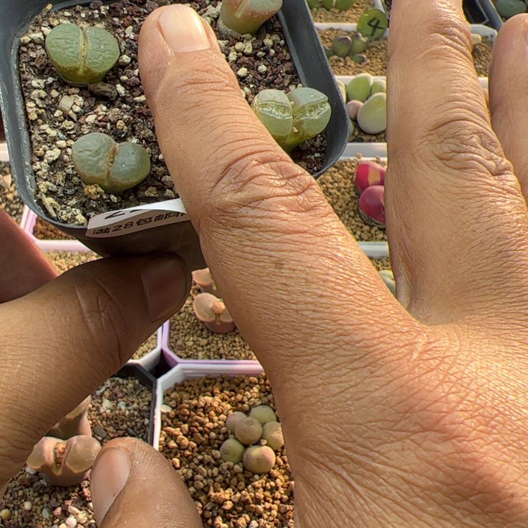 大家过年好22893