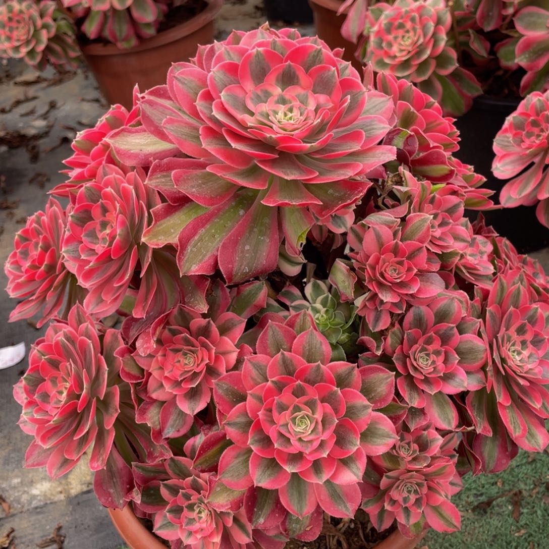 560七彩石精品法师多肉