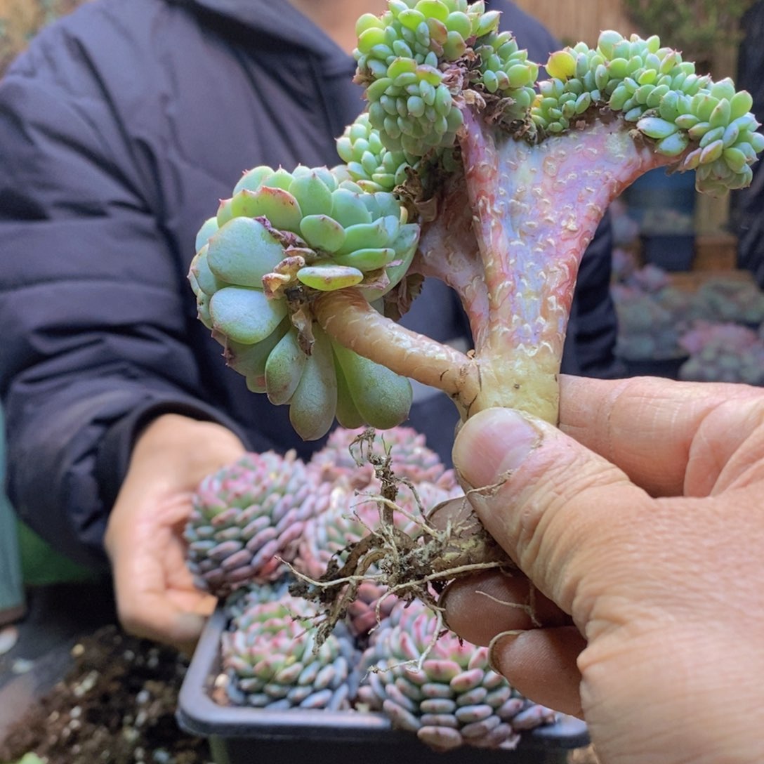 蛋****，69 号白胖子多肉