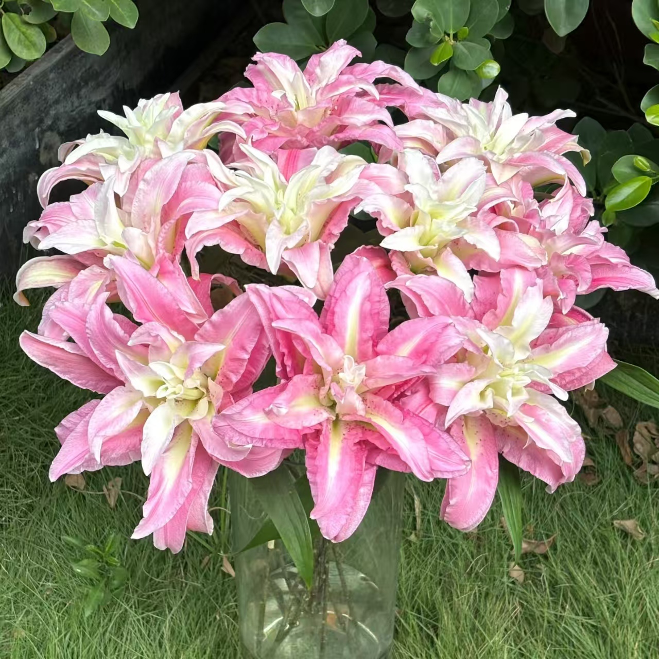 （睿睿单拍）AA级桃花仙子香水百合 云南基地现采现发 一单也包邮