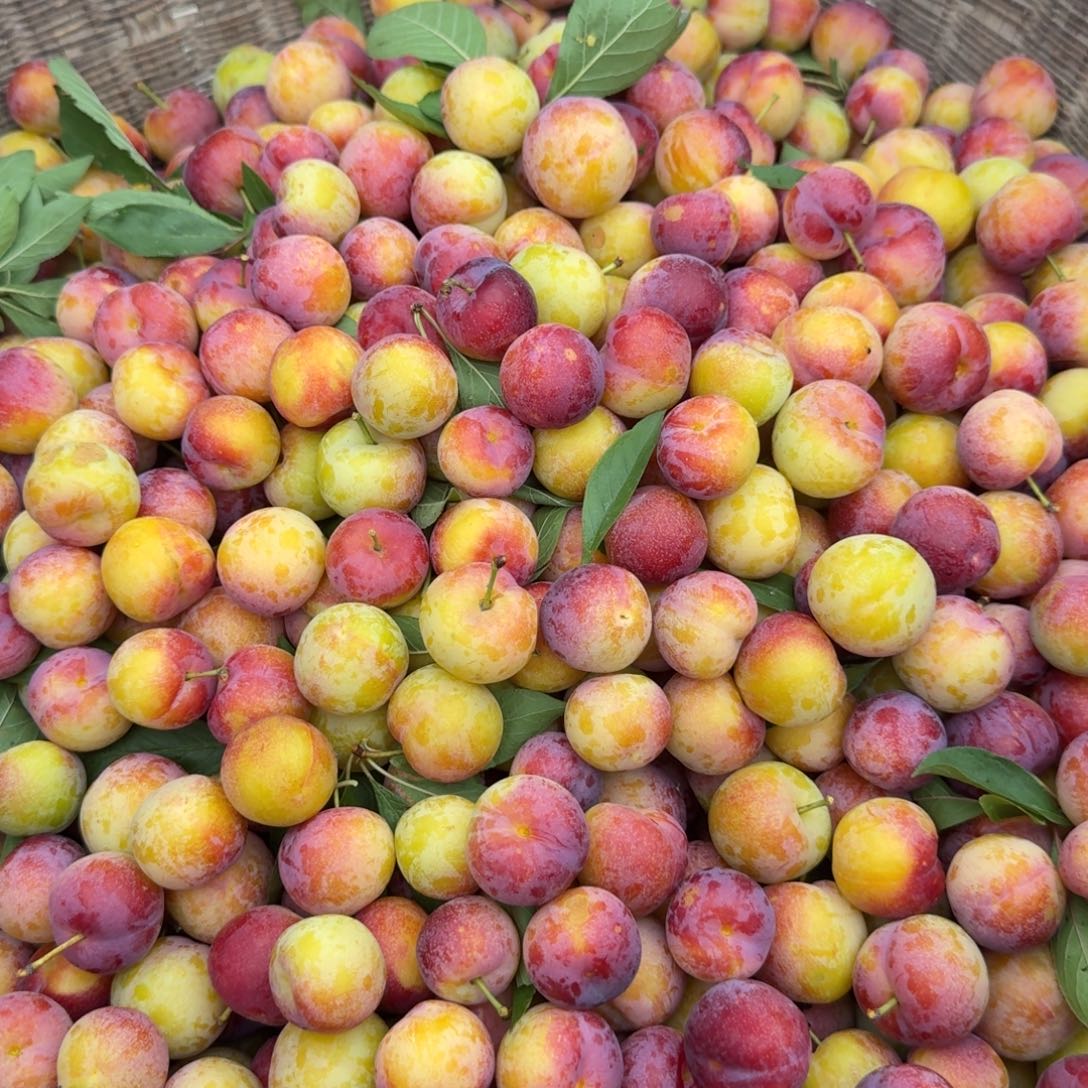 墨李子5斤中国大陆