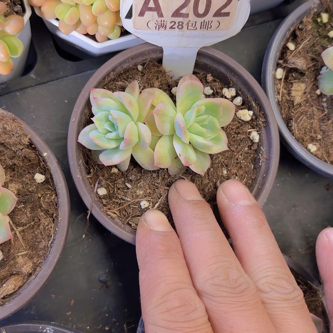 A202泡泡纱裙一物一拍