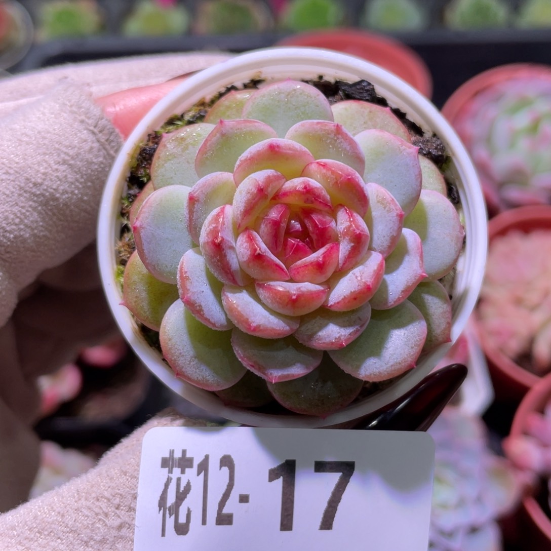 花利美12-17雪颜玉