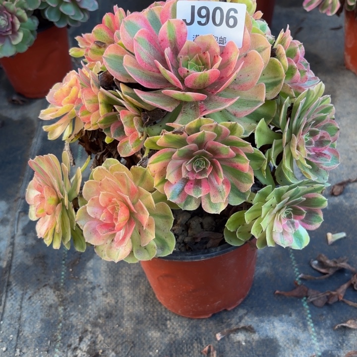 瑞妈多肉园艺906雨荷