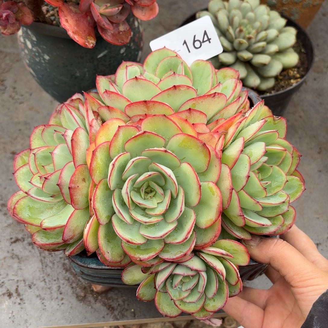 同温层多肉牡丹亭164