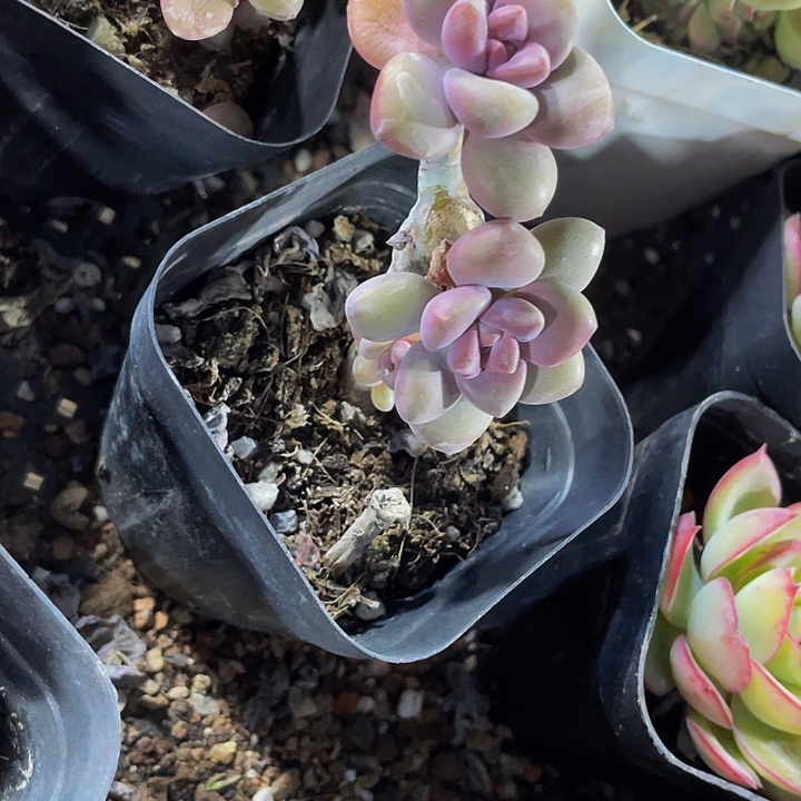 美人手指带盆土发