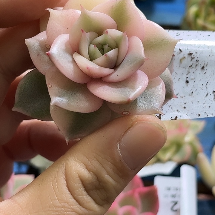 292贝加尔湖腹轮锦炸多肉植物