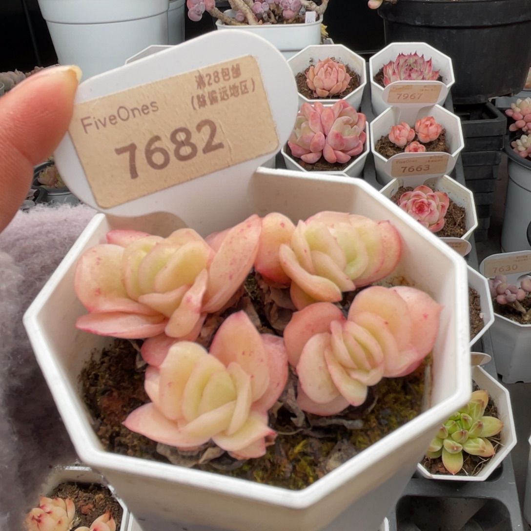 冰玫瑰7682-6.0厘米