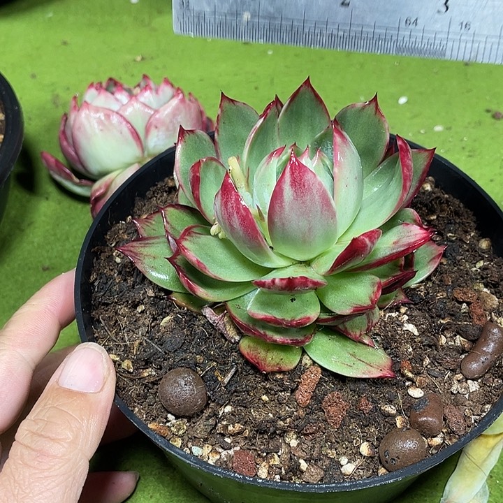 惊鸿仙子多肉植物199