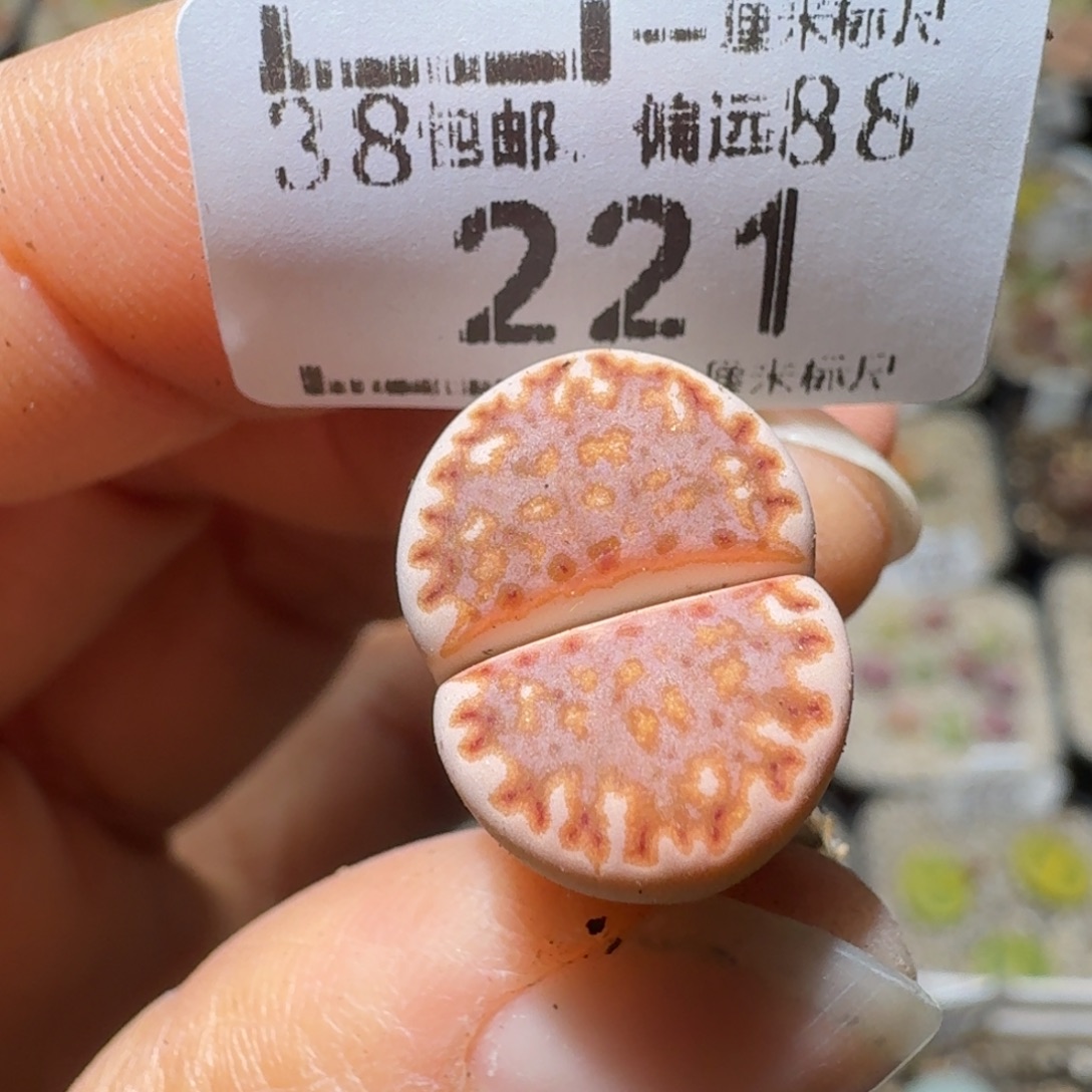 Sss冬天真便宜啊221