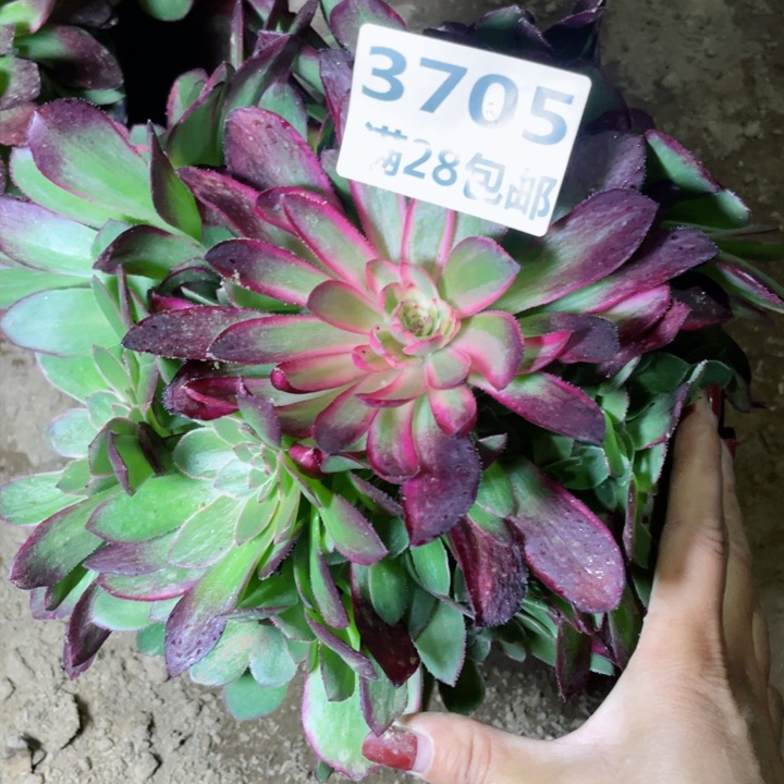 3705一号棚莲花座变异I